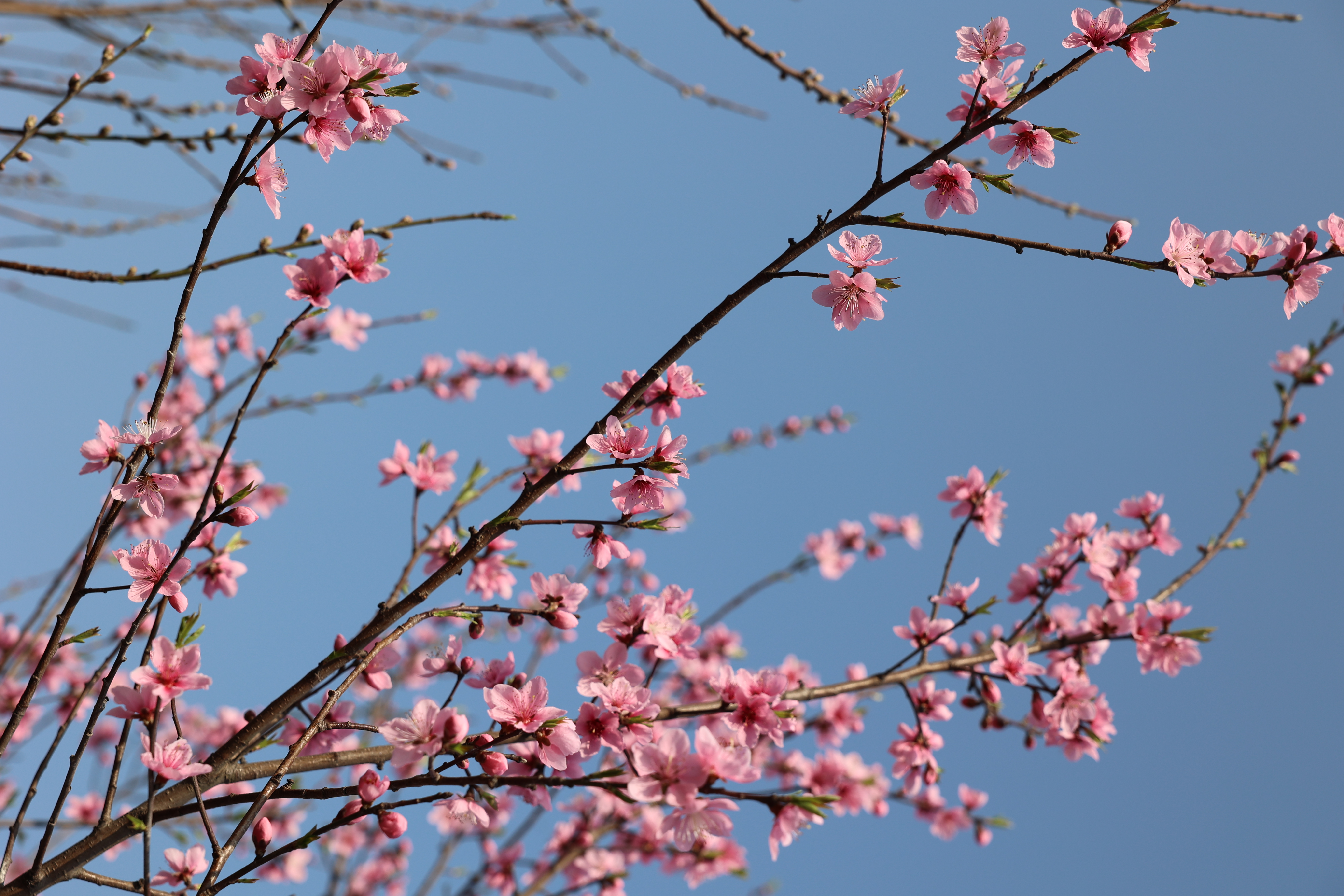 春风十里，植树有你?？炖床渭尤褚逦裰彩骰疃桑?>
                                </div>
                            </div>
                            <div   id=